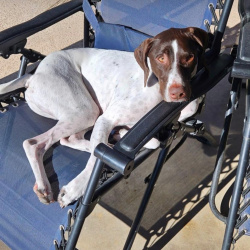 {petName}, a White, Brown German Shorthaired Pointer Dog
