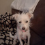 {petName}, a White Cairn Terrier Dog