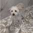 {petName}, a White Poodle Min Dog