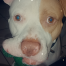 %name%, a %color% %breed% %type%