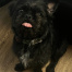 {petName}, a Black Shih Tzu Mix Dog