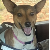 Carrot, a Brown - White Basenji Dog