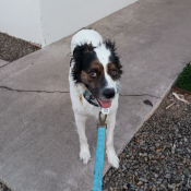 SPARKS, a White Border Collie Dog
