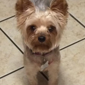Bella, a Black, Golden Yorkshire Terrier Mix Dog