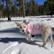 Blanca, a White Cairn Terrier Dog