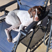 Gunnar, a White, Brown German Shorthaired Pointer Dog