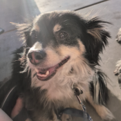 Walker, a Unknown Chihuahua Dog