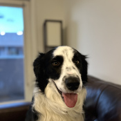 Ross, a Black - White Border Collie - Aust Shepherd Dog