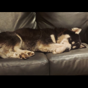 Gizmo, a Black, White Alaskan Malamute Dog