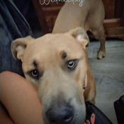 Chaos, a Brown Mastiff - Am Pit Bull Ter Dog