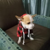 Babygirl, a White, Cream, Golden, Black Rat terrier mix minature Dog