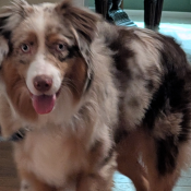 Bandit, a Tan, White, Light-brown, Brown, Cream Australian Shepherd Dog