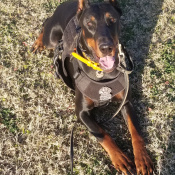 Morticia, a Black Doberman Pinscher Dog
