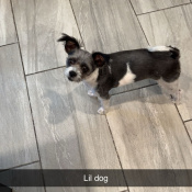 Mo, a Black, White Shih Tzu Dog