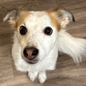 Ozzie, a White, Dark-grey, Light-grey, Cream, Apricot, Golden, Light-brown Jack Russell Terrier Dog