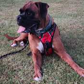 Canelo, a Brown Boxer Dog