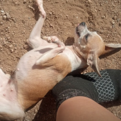 %name%, a %color% %breed% %type%
