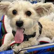 Yodi, a Cream Cairn Terrier Dog
