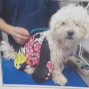Teddy Bear, a White Bichon Frisé Dog