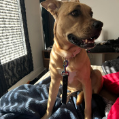 Peaches, a Apricot, Golden Black Mouth Cur Mix Dog