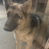Kino, a Black, Brown German Shepherd Dog