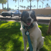 MAX-SPARKS, a White Border Collie Dog