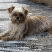Paris Love Rowe, a Tan, White Yorkshire Terrier Mix Dog
