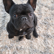 Shadow Martinez, a Black French Bulldog Dog