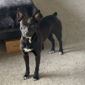 Momo, a Black American Pit Bull Terrier Mix Dog