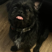 Peanut, a Black Shih Tzu Mix Dog