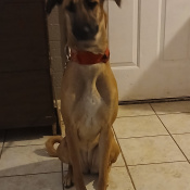 Zena, a Tan, Black Greyhound Mix Dog