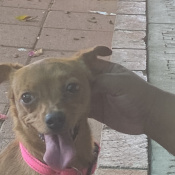 Ermelinda Linda, a Tan Chihuahua Dog