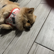 Foxy, a Apricot Pomeranian  Dog