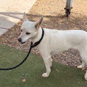Betty, a White Rat Terrier Mix Dog