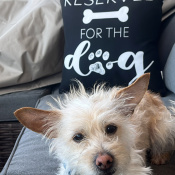 Gizmo, a Cream Terrier chihuahua mix  Dog