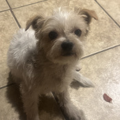 Chispas, a White, Black Shih Tzu Dog