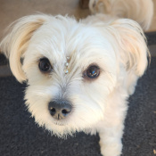 Suki, a Cream, Beige Standard Poodle Mix Dog