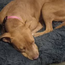 {petName}, a Brown American Pit Bull Terrier Dog