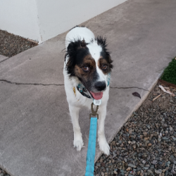 {petName}, a White Border Collie Dog