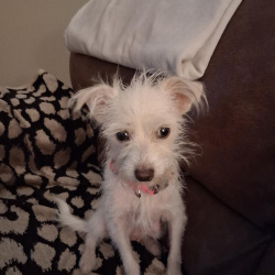 {petName}, a White Cairn Terrier Dog