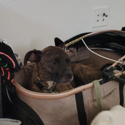 {petName}, a Brown, Black American Pit Bull Terrier Mix Dog