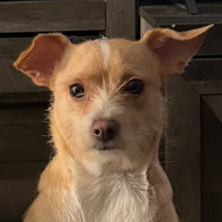 {petName}, a Fawn Terrier Dog