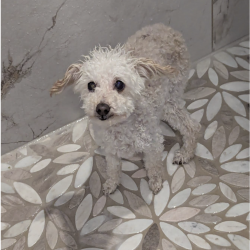 {petName}, a White Poodle Min Dog