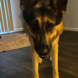 {petName}, a Black, Apricot, Beige German Shepherd Dog