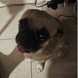 {petName}, a Fawn Pug Dog