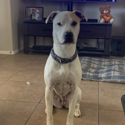 {petName}, a White, Brown Boxer Dog