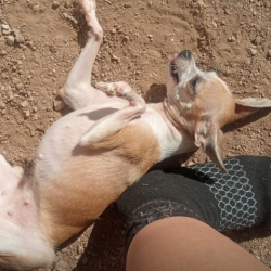 %name%, a %color% %breed% %type%
