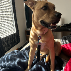 {petName}, a Apricot, Golden Black Mouth Cur Mix Dog