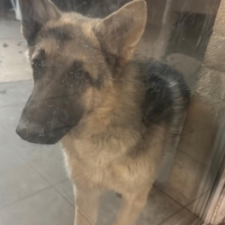 {petName}, a Black, Brown German Shepherd Dog