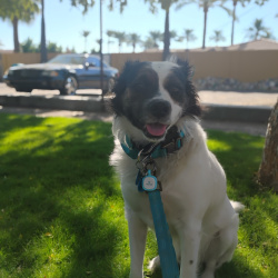 {petName}, a White Border Collie Dog